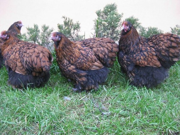  orpington găini gălbioni negri