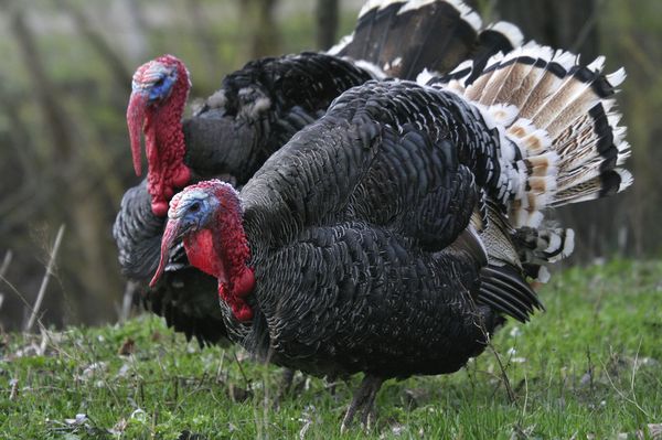  pavo
