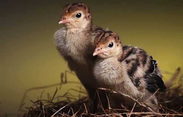  turkey poults