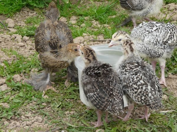  young turkey poults