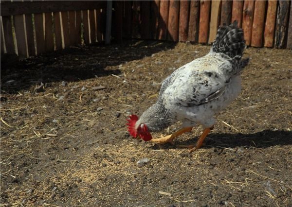  feeding chicken