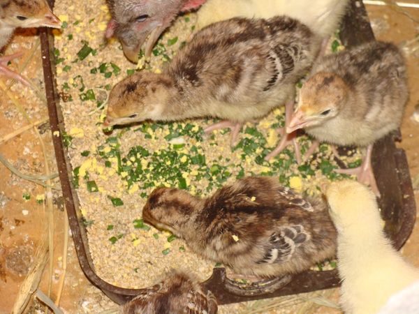  chick feeding