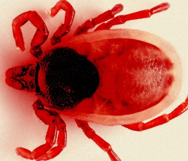  red tick