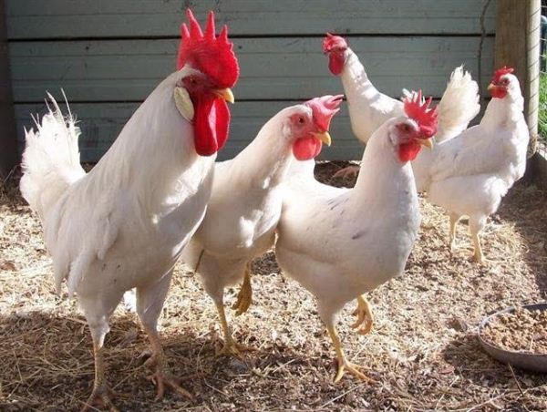  White chickens breed Leggorn
