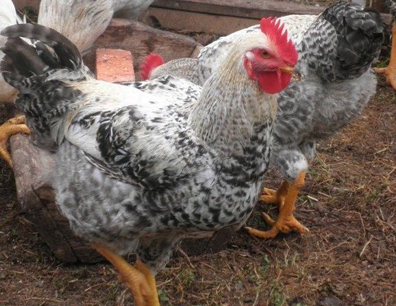  maestros gallinas grises