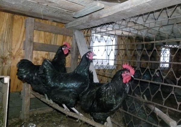  polli in gabbia