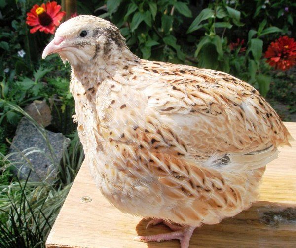  Manchurian quail