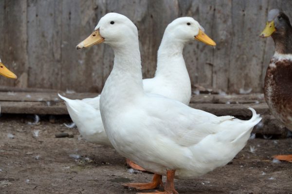  Patos De Pekín Blancos