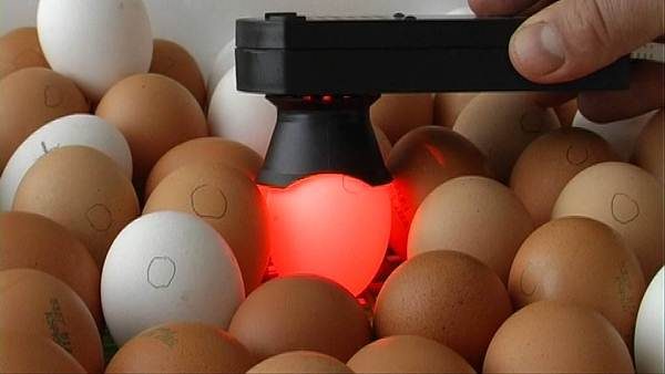  Ovoscopia de huevos en una incubadora.