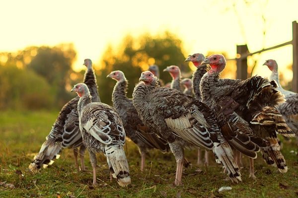  young turkey poults