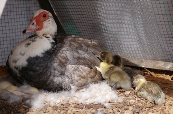 Pato Muscovy sentado en los huevos