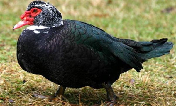  Pato