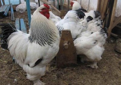  puii Brahma mănâncă