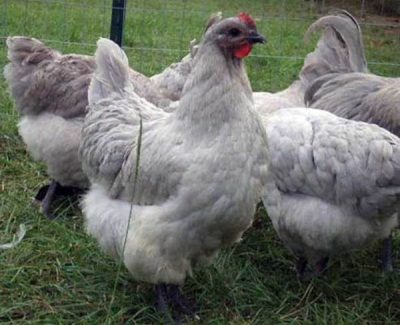  pui de rasă albă orpington mânca