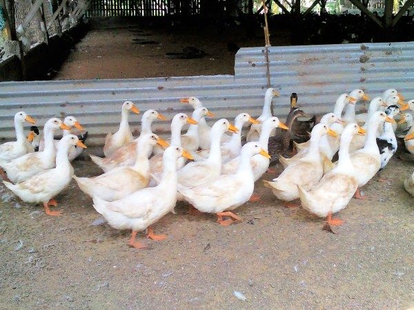  Raza de patos de Pekín