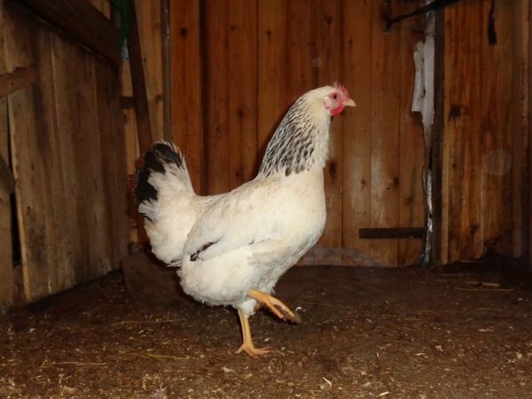  Adler Cocos