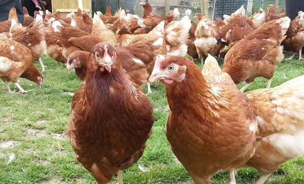  rooster and chicken highsex brown
