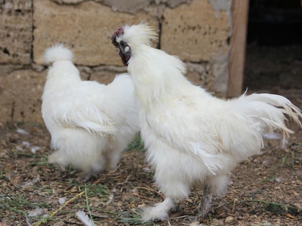  cocoș și găină
