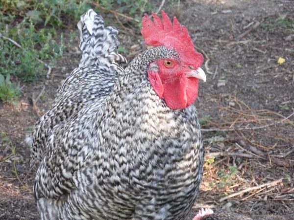  cock master gray