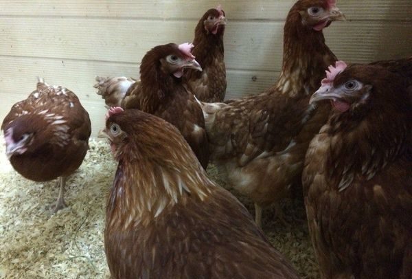  roosters și găini