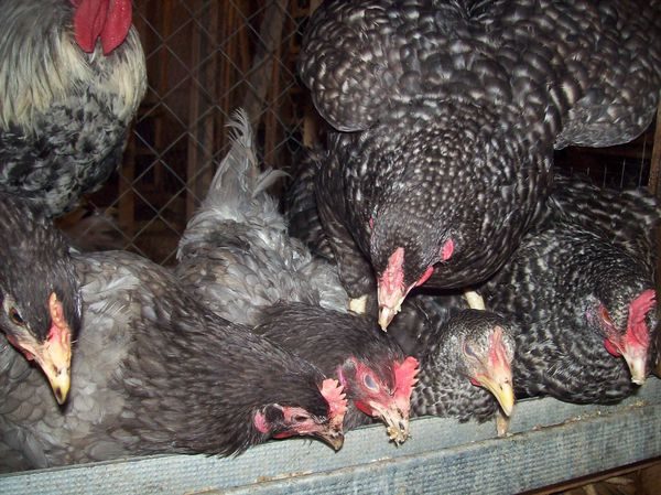  alimentação de frangos