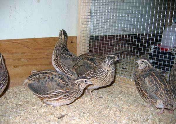  Quail on the walk