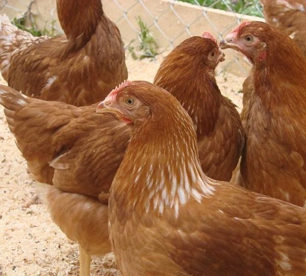  Redbro breed