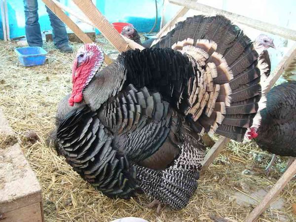 turkey content