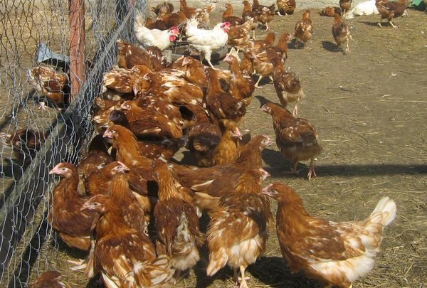 păstrarea găinilor în vavir