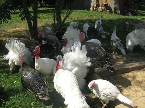  turkeys at home