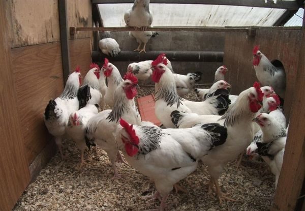 content in the hen house