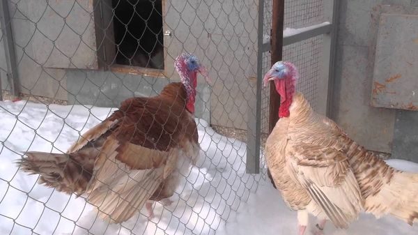  content in the aviary