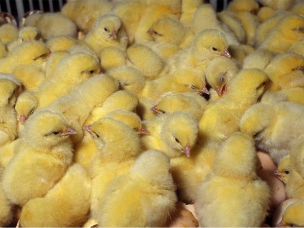  Pollos de engorde