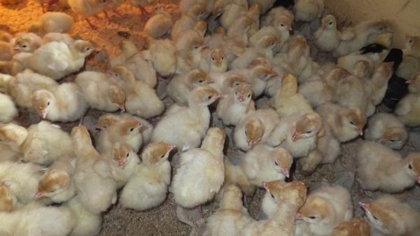  chickens