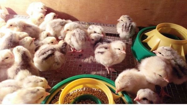  master gray chickens