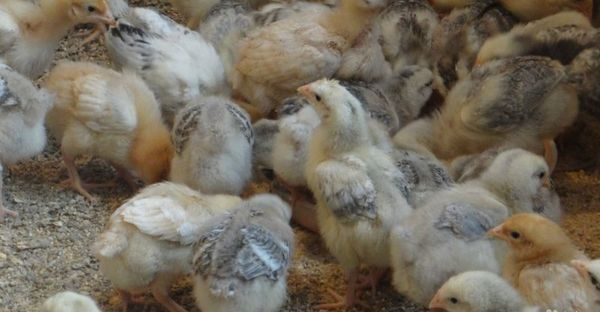  chickens mr gray
