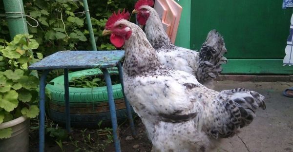  cocks of this breed