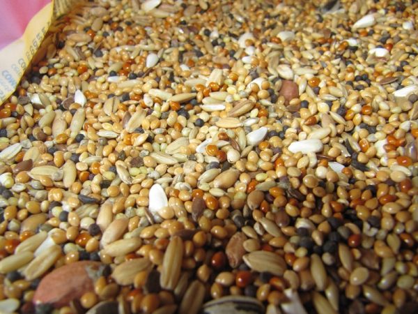  alimente furajere pentru găini