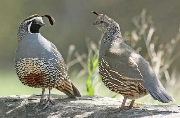  California quail