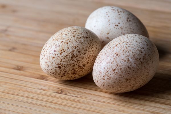  turkey eggs