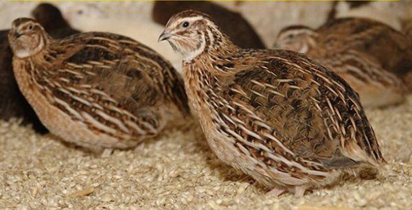  Japanese quail