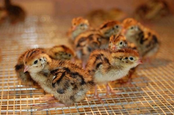  Quail chicks