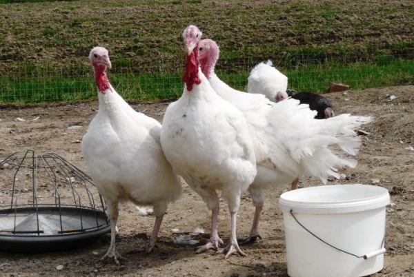  Pavos de engorde de corral