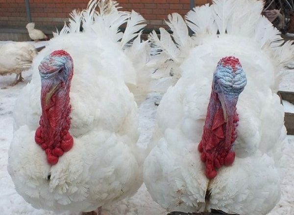  cuidado de los pavos de sangre
