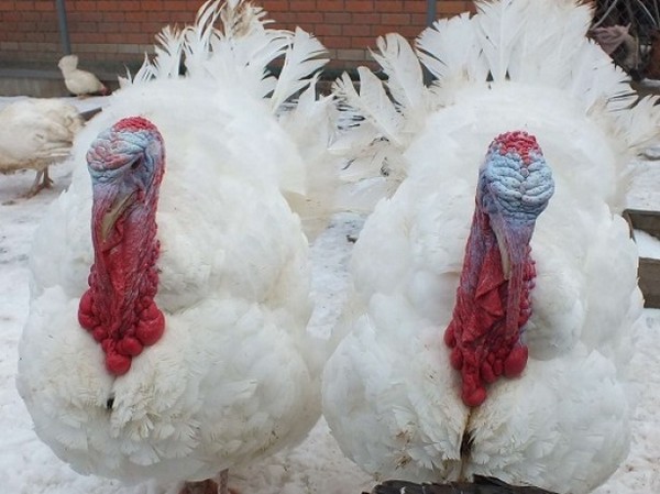  care for blooded turkeys