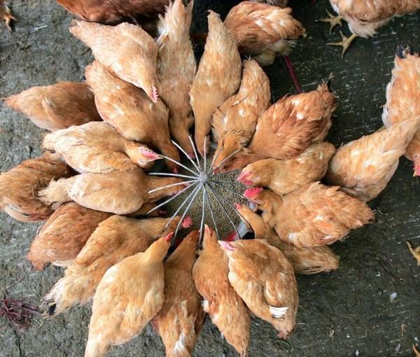  Seasonal feeding of laying hens
