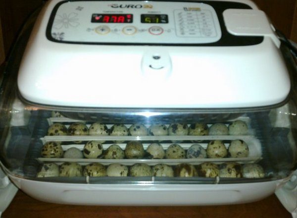  Quail eggs in the incubator