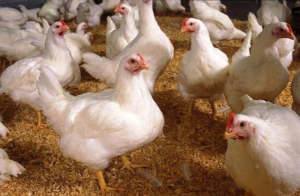  Pollos de engorde en el gallinero