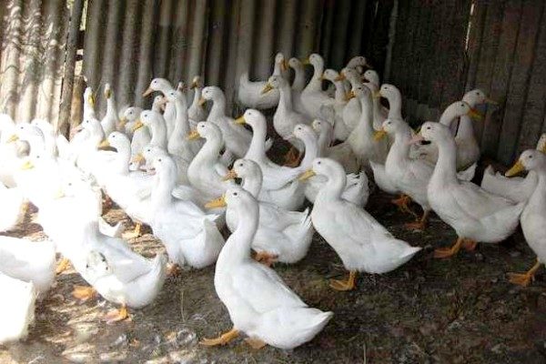  Content of broiler ducks