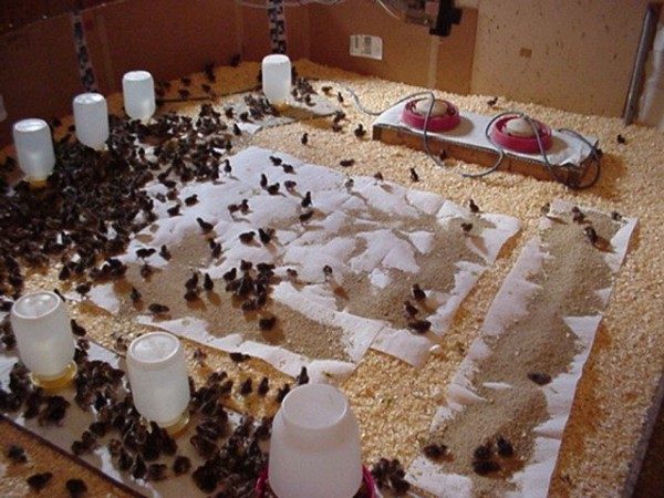  The appearance of quail, care for them in the first days of life